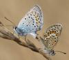 328073 – Photo : Pascale Guinchard – France (70)